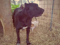 cane corso rustic